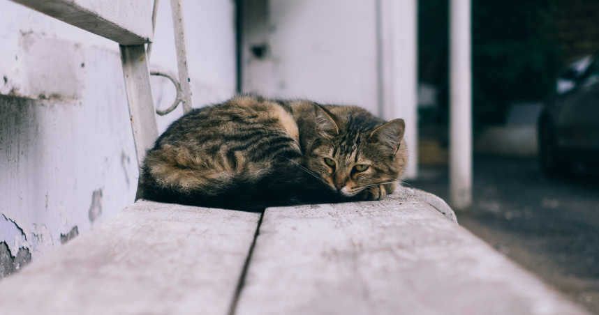 撞死“有人养的流浪猫”遭索赔 赔还是不赔?