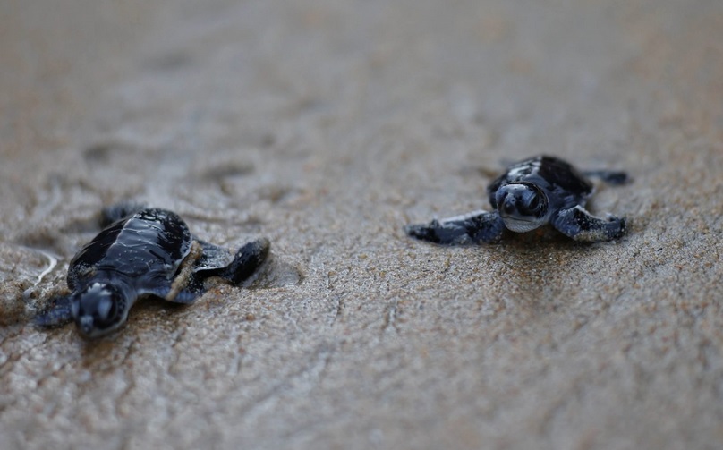 放生海龟竟遭员工回收 女子怒斥花钱看“作秀”!