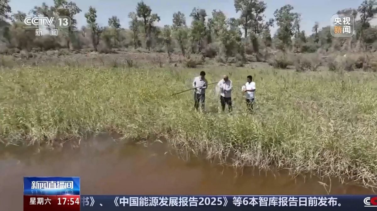 新疆沙漠咸水湖发现古老物种丰年虾