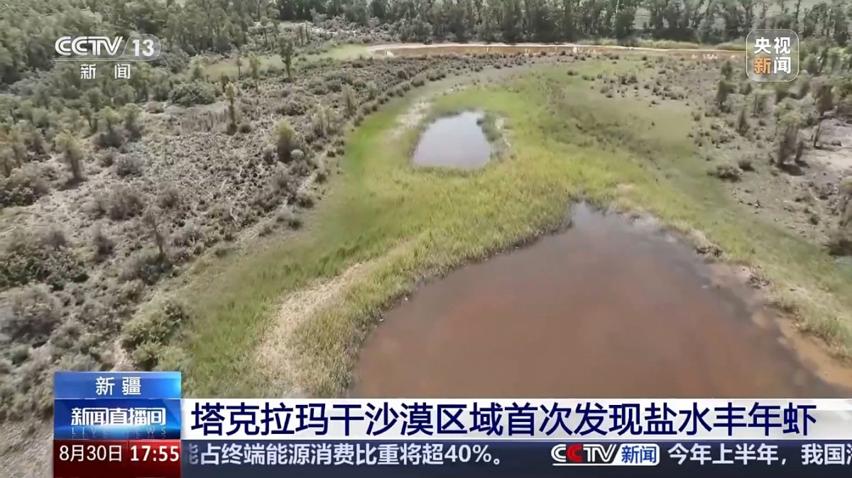 新疆沙漠咸水湖发现古老物种丰年虾