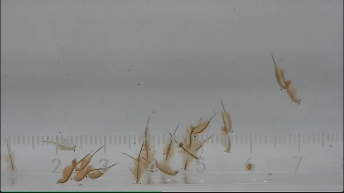 新疆沙漠咸水湖发现古老物种丰年虾