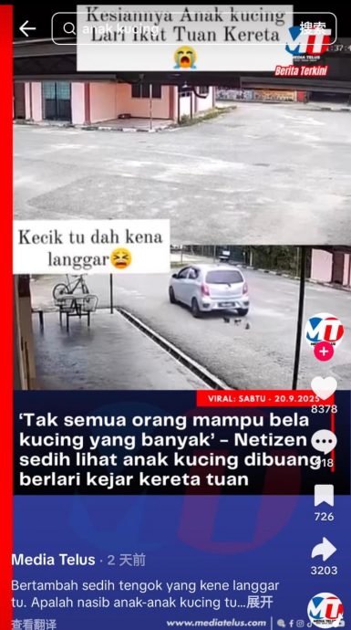 早班车:3小奶猫遭弃养还辗过去 狠心主人弃猫犯众怒