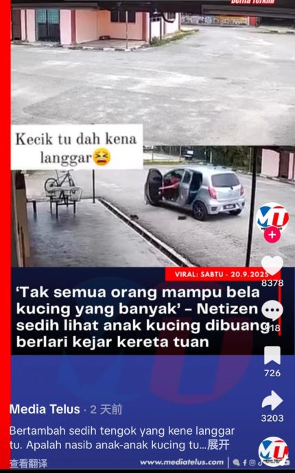 早班车:3小奶猫遭弃养还辗过去 狠心主人弃猫犯众怒