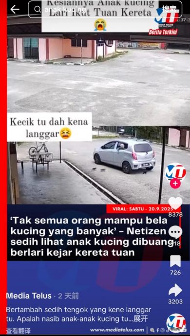 早班车:3小奶猫遭弃养还辗过去 狠心主人弃猫犯众怒