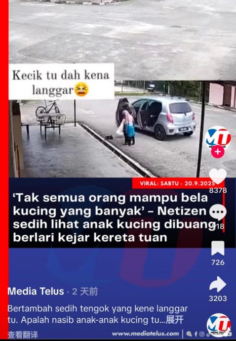 早班车:3小奶猫遭弃养还辗过去 狠心主人弃猫犯众怒