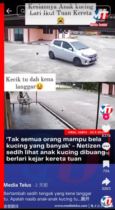 早班车:3小奶猫遭弃养还辗过去 狠心主人弃猫犯众怒