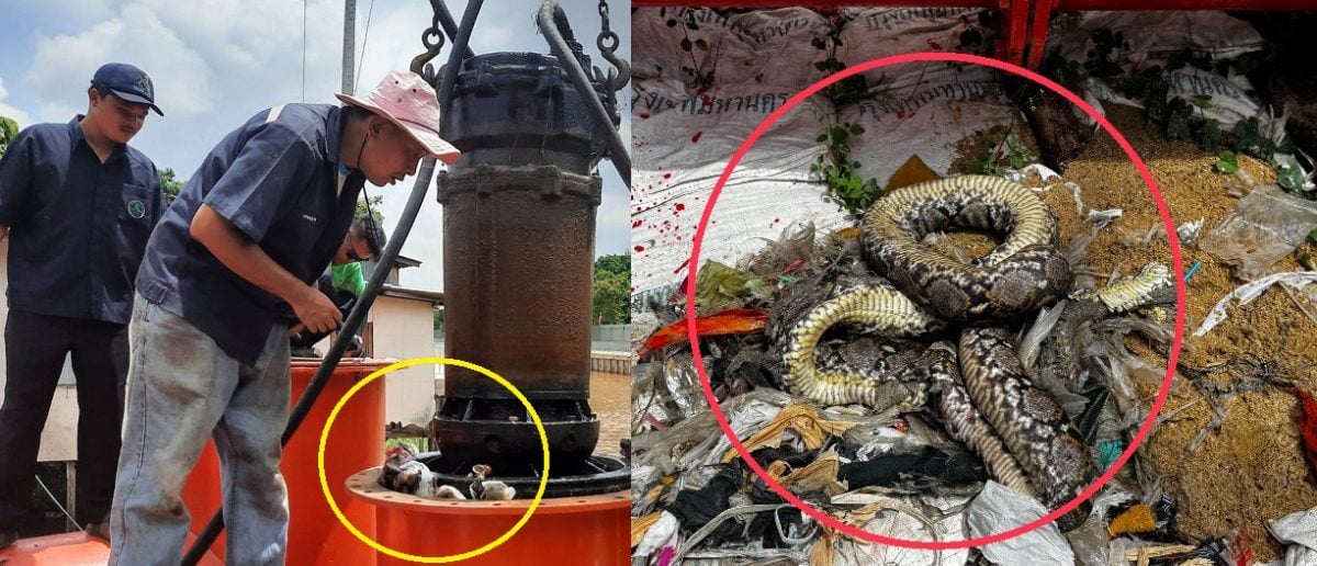 曼谷淹水真相揭晓 大蟒蛇困死致水泵停转