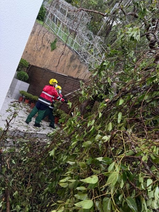 桦加沙|豪宅遭大树横插出入通道 汪明荃出动消防救灾