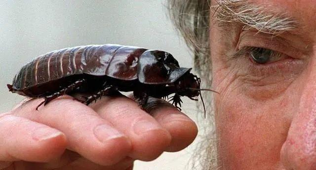 比牛奶营养高三倍 “蟑螂奶”你敢喝吗?