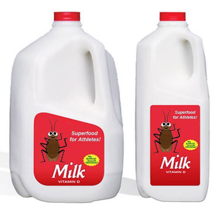 比牛奶营养高三倍 “蟑螂奶”你敢喝吗?