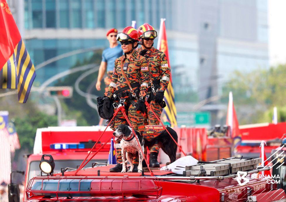 消拯员和搜救犬信任羁绊·出入各灾难场拯救生命