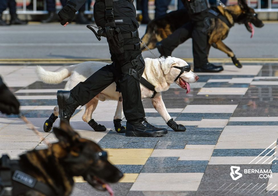 消拯员和搜救犬信任羁绊·出入各灾难场拯救生命