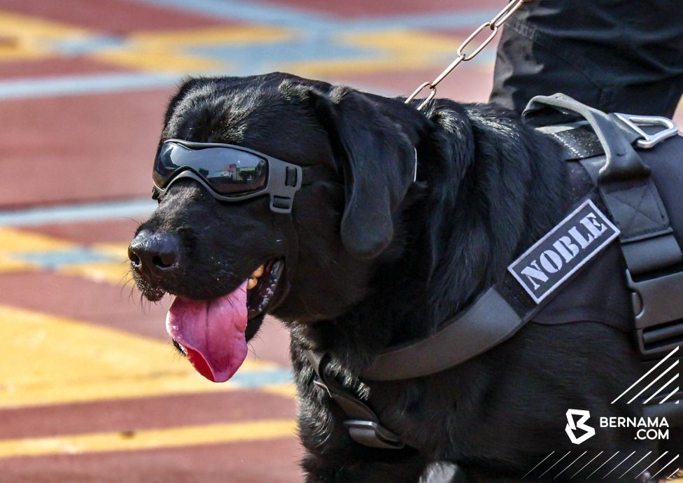 消拯员和搜救犬信任羁绊·出入各灾难场拯救生命