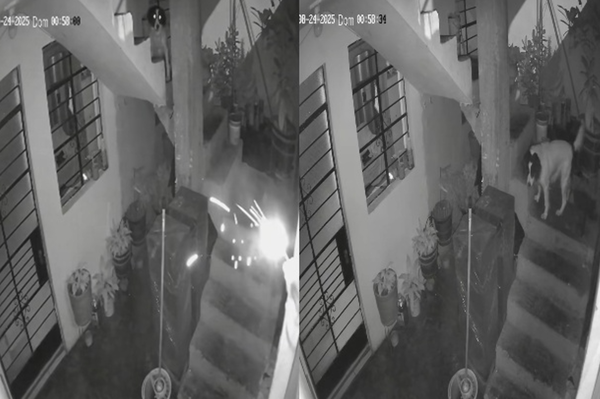 点燃炸弹突扔进家中 英勇可卡犬冲上前“一口咬住”救全家人