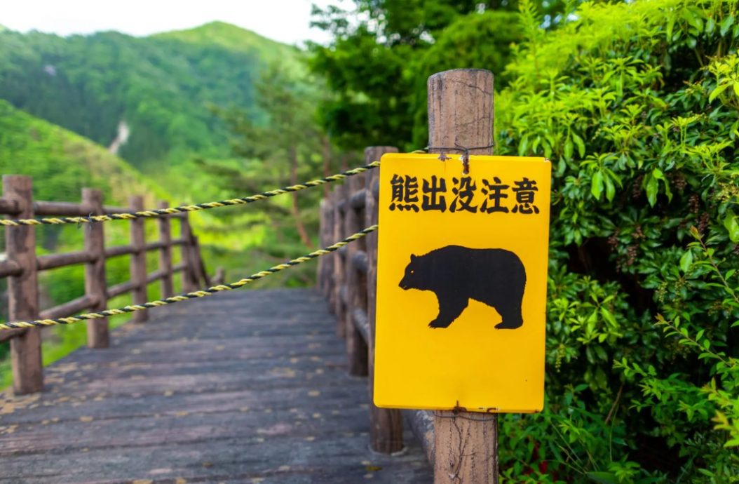 熊袭事件激增 日本放宽枪支管制