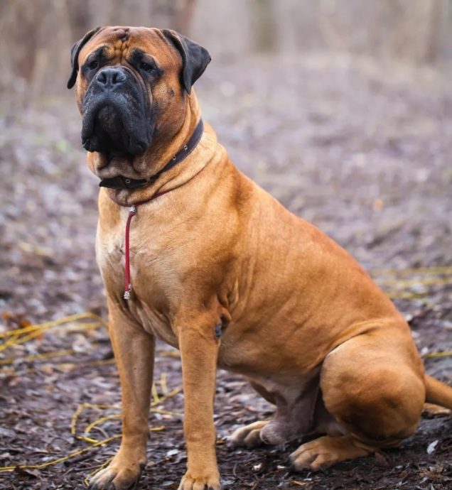 爱犬失控咬死2只羊 尊尼特普即时补救防范