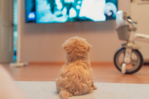 狗狗也爱看电视！ 追剧反应跟性格有关