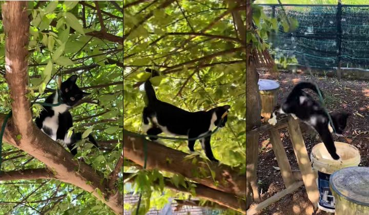 猫咪“听话”帮阿公装秋千 网笑称“事后满脸骄傲得意!”