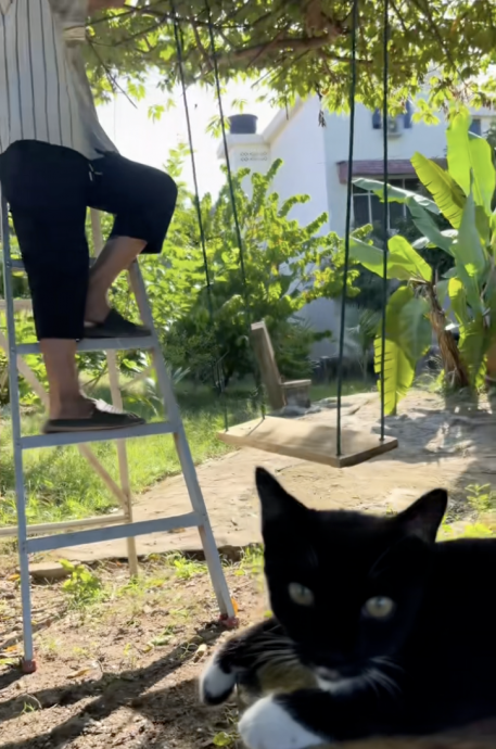 猫咪“听话”帮阿公装秋千 网笑称“事后满脸骄傲得意!”