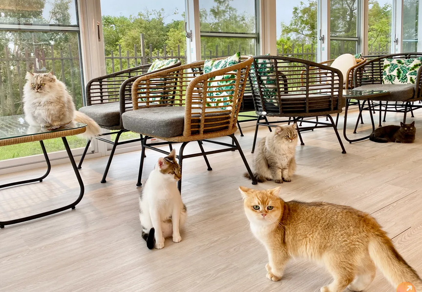 猫咪也会失智？研究揭示与人类阿兹海默症惊人相似