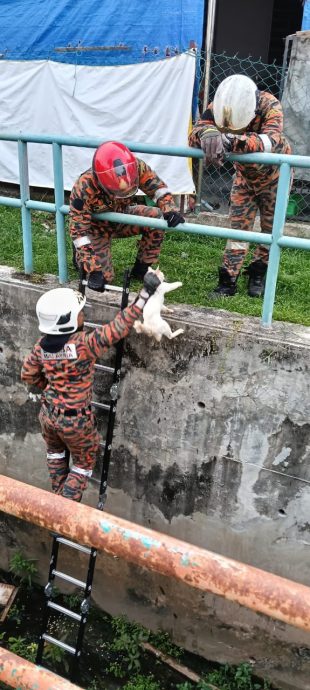 疑坠深渠 消拯员暖救猫咪