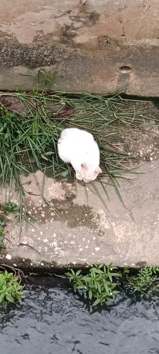 疑坠深渠 消拯员暖救猫咪