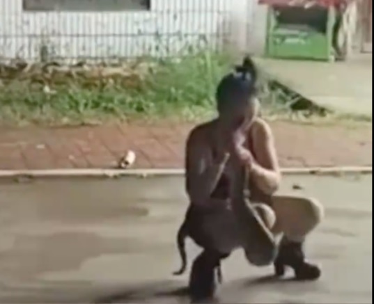 **看世界（只供网）**巨蟒死咬5分钟  婚礼“蛇吻秀”变流血事件