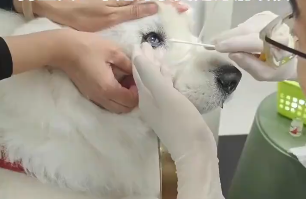 给狗狗戴隐形眼镜? 背后原因超暖心:帮它治病