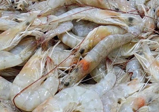 绿量无穷 | 阿联酋研究变废为宝 虾壳转化碳捕捉材料