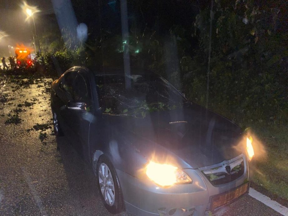 美冷收费站附近 树倒压车无人伤亡