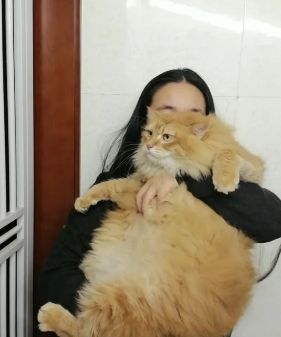 胖猫神助攻？它把铲屎官“这病”治好了！