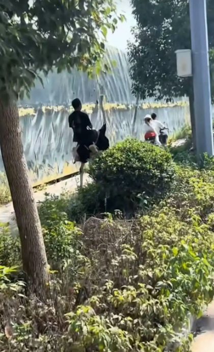 视频 | 中国男子“鸵鸟代步” 称比电动车快 网民:真正的新能源