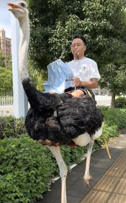 视频 | 中国男子“鸵鸟代步” 称比电动车快 网民:真正的新能源