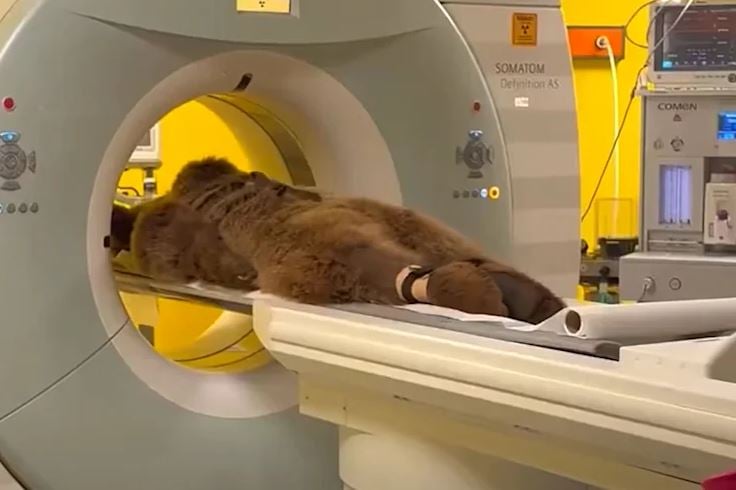 视频 | 土耳其棕熊吃太多胃痛 “躺担架照CT”影片爆红