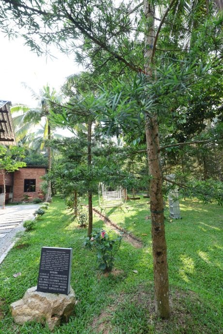 视频 | （已审）我们/马来高脚屋遇上华人菜园屋 椰林深处的多元共鸣