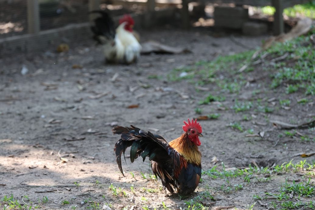 视频 | （已审）我们/马来高脚屋遇上华人菜园屋 椰林深处的多元共鸣