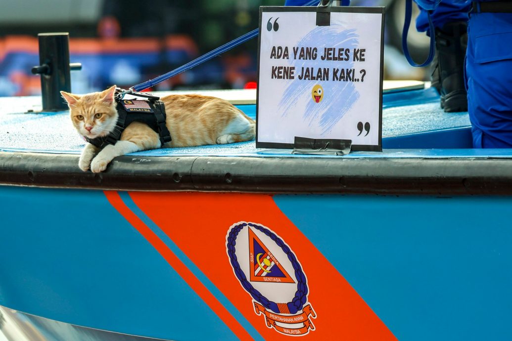 视频|“我不是拯救猫,我是获救的受害猫” 民防部队国庆游行秀猫抢镜