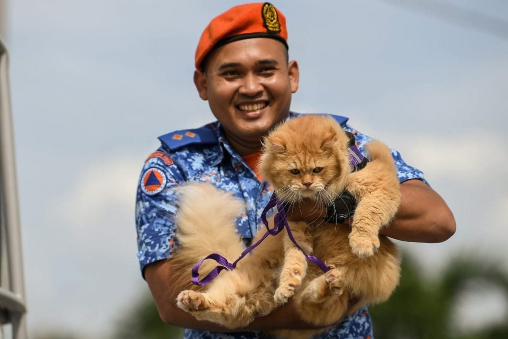 视频|“我不是拯救猫,我是获救的受害猫” 民防部队国庆游行秀猫抢镜