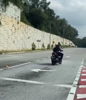 视频|担心浪浪闯马路危险 暖男一路引导走到安全处