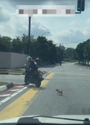 视频|担心浪浪闯马路危险 暖男一路引导走到安全处