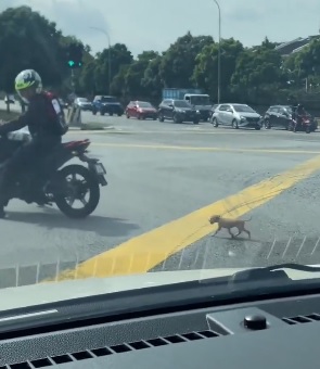 视频|担心浪浪闯马路危险 暖男一路引导走到安全处