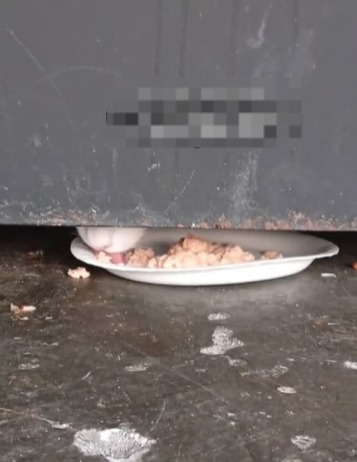 视频|猫咪被困废弃办公室1年 靠母女门缝投喂活了下来！