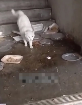 视频|猫咪被困废弃办公室1年 靠母女门缝投喂活了下来！