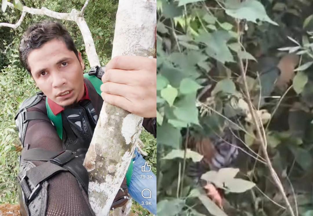 视频|男子遇猛虎爬树避险4小时 网民质疑真相掀热议