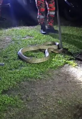 视频|眼镜王蛇登堂入室引惊慌 3消拯员搏斗3分钟费劲擒获