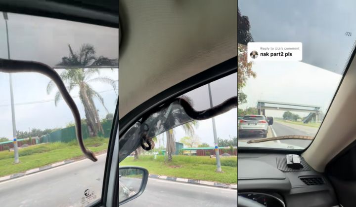 视频|车窗外挂着大蟒蛇！瞬间钻入引擎盖整车人吓疯