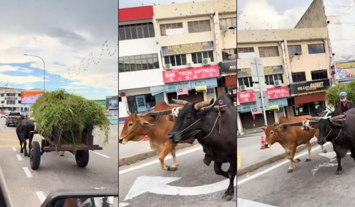 视频|霹惊现牛车上路引热议 网调侃:“JPJ会开罚单吗?”
