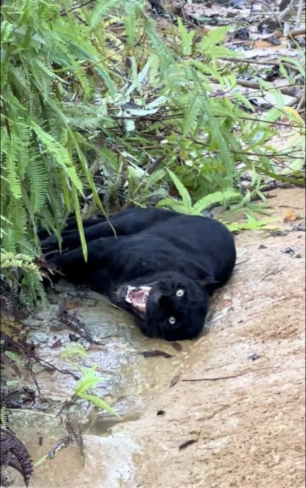视频|黑豹肯逸湖陷泥滩! 男子沉着救援赢网赞