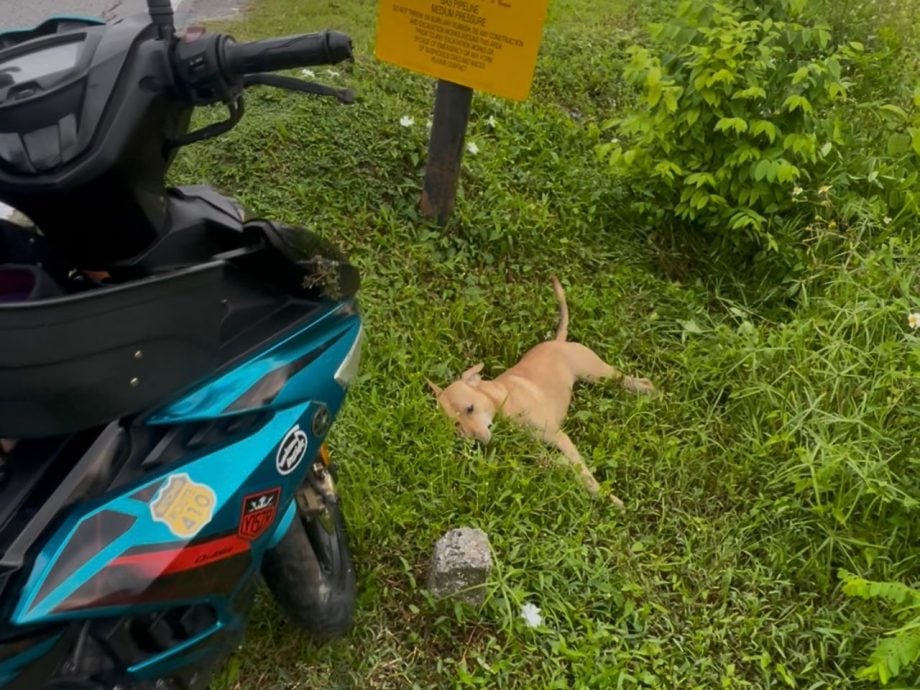 请签发-大都会/加影双溪甘旦,野狗冲出马路,父子人仰车翻受伤/4图