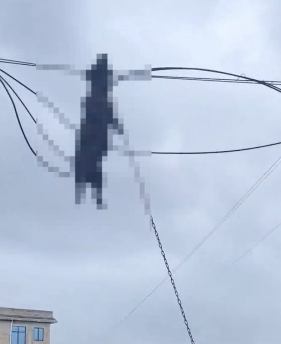 超强台风桦加沙|猎犬惨遭狂风吹走 尸体悬挂电线